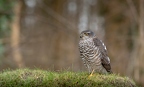 Sparrowhawk