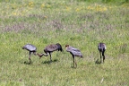 Crane family