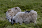 Sheeps of Faroe Islands