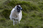Sheeps of Faroe Islands